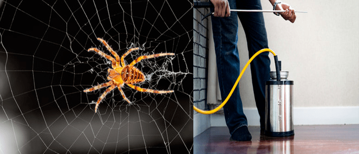 Same Day Services For Spider Control