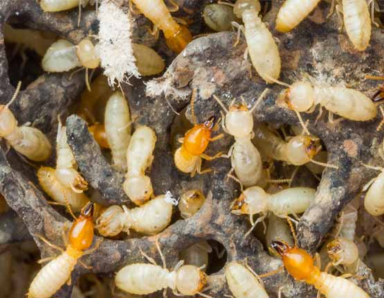 Termite Treatment Bronte